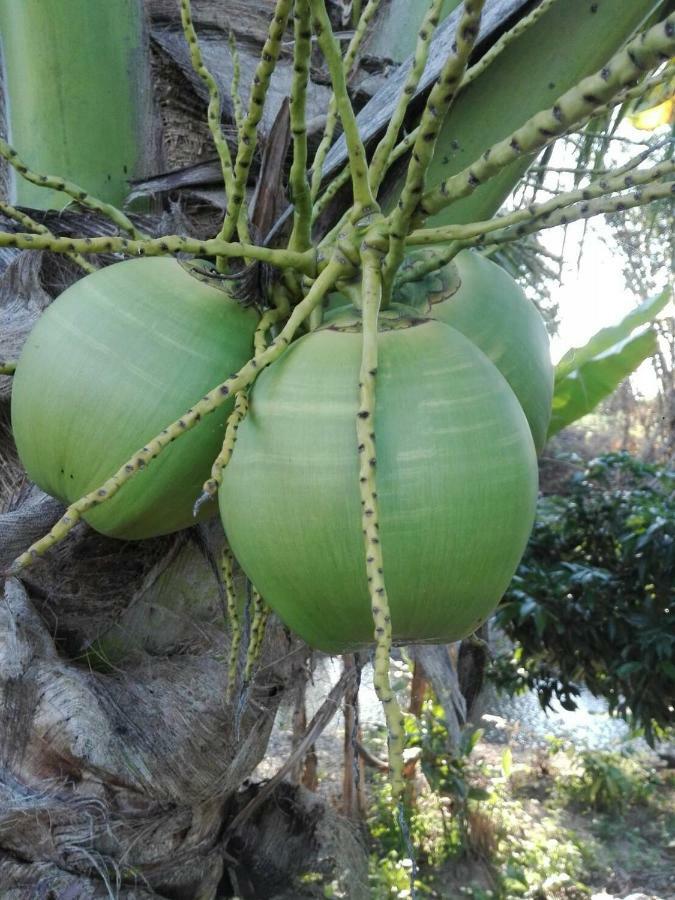 บ้านสวนปวิชญา เกษตรอินทรี Fang Buitenkant foto
